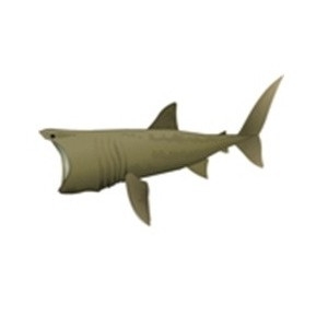 Basking Shark